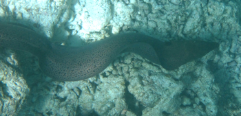 f0190653_10325850.jpg