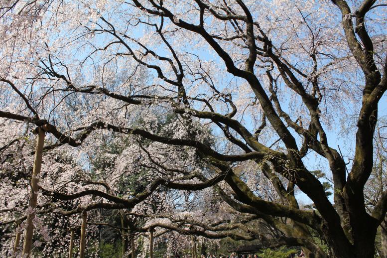 2012年春＠東京桜紀行 PARTⅢ_d0018656_22285581.jpg