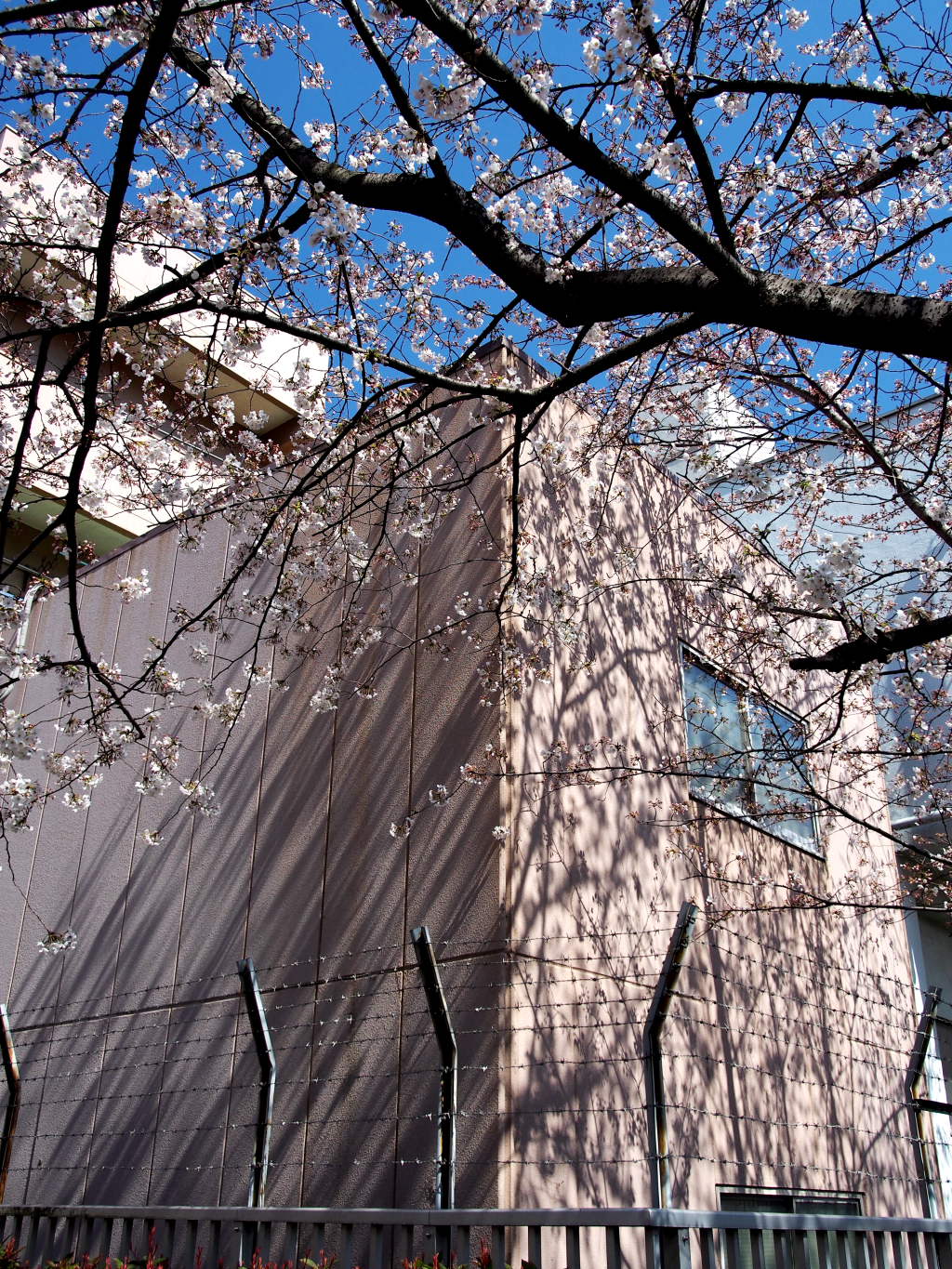 桜2012(2)_d0032258_833283.jpg