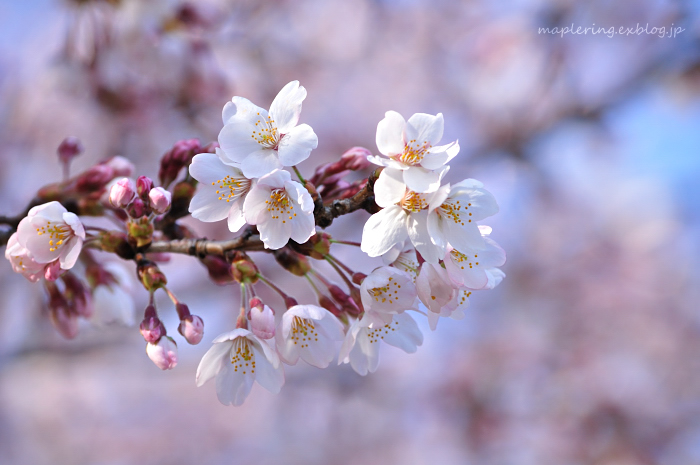 由布市／口ノ原ふれあい広場／桜②_f0234062_17401173.jpg