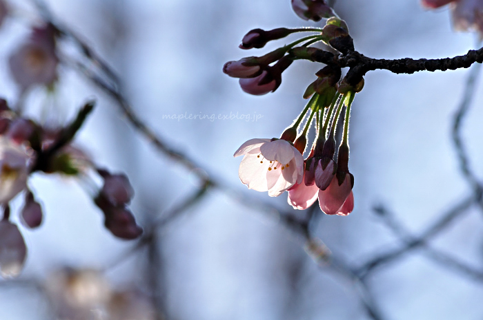 由布市／口ノ原ふれあい広場／桜②_f0234062_17402823.jpg