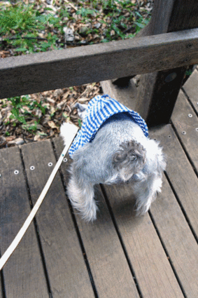 c0201763_19314665.gif