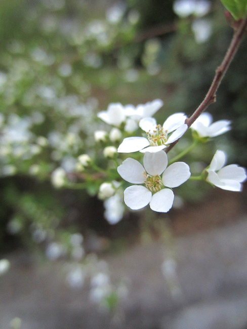 花_d0231263_013311.jpg