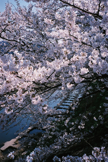 名残の桜_e0194463_8201566.jpg