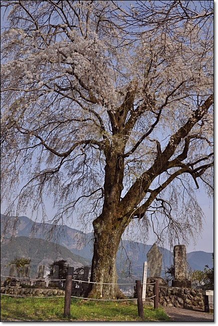 山梨南部町・・・原間の糸桜（イトザクラ）_b0053765_1614938.jpg