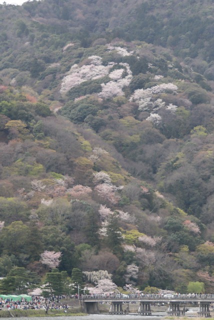 桜　＊京都嵐山の風景＊_d0141365_2138436.jpg