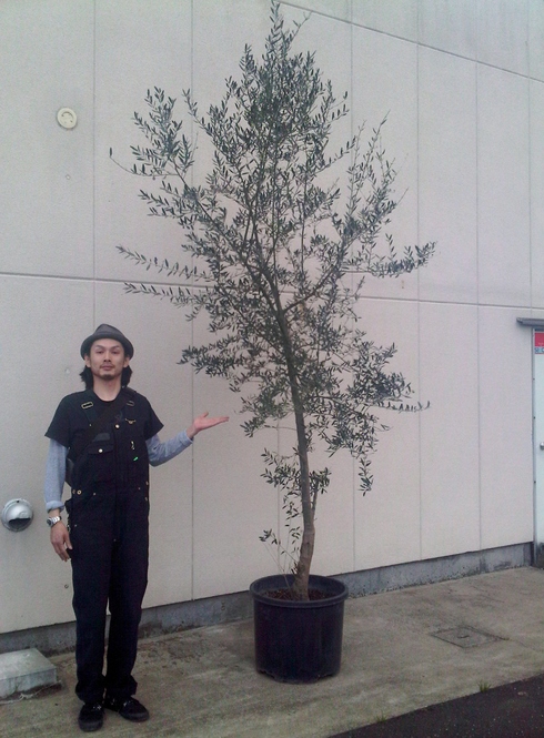 新規入荷 Knot Garden