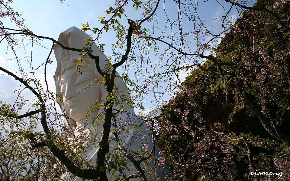 大船観音寺の桜_e0182674_206318.jpg