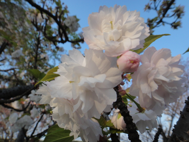 桜　ネックレスは_f0137275_4323185.jpg