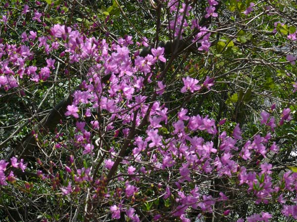 箕面滝上の桜_e0056880_16455089.jpg