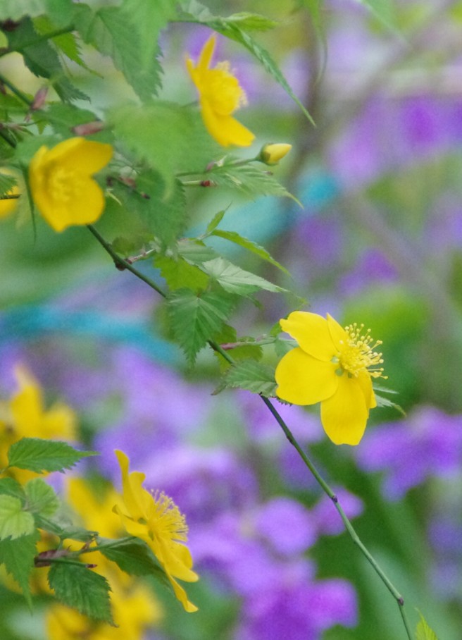 ヤマブキ　華やかな朝夕_c0144185_20221275.jpg