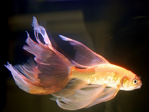 第30回日本観賞魚フェア⑨イイね♪_a0199486_21555518.jpg