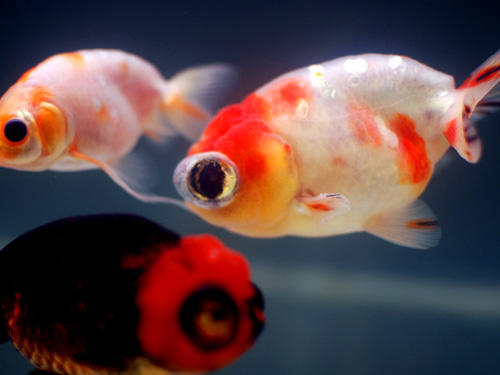 第30回日本観賞魚フェア⑨イイね♪_a0199486_22133514.jpg