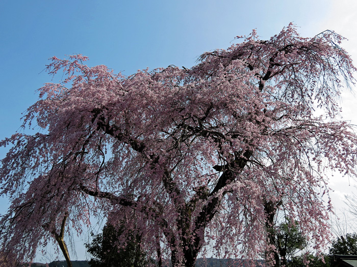 お散歩日記29 梅岩寺しだれ桜1_d0016587_0421884.jpg