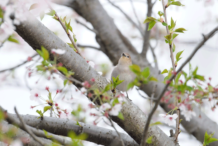 葉桜見物　＜小椋鳥＞_e0248688_1752255.gif