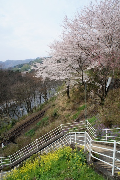 わたらせ渓谷鐵道本宿駅の桜と菜の花〜見頃です！_d0038190_24746.jpg