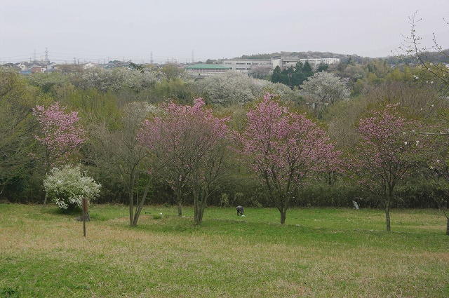 ■　さくらのある風景　　　12.4.18_e0070891_21151477.jpg