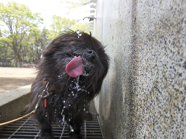 気が散る、桜散る_e0176691_18551444.jpg