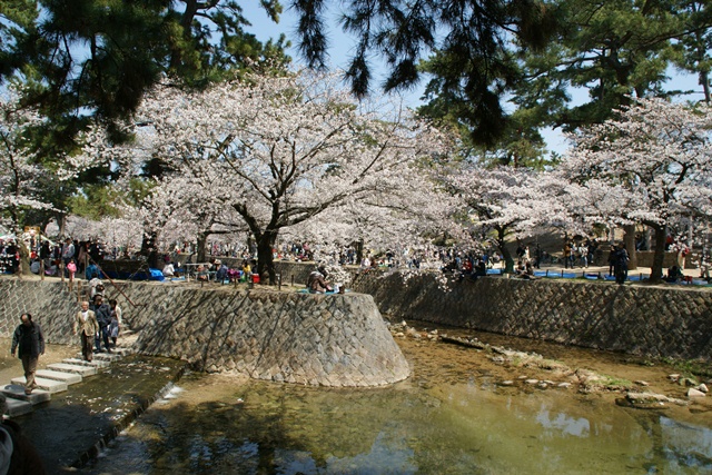 素敵な桜をさがして・・・・夙川の桜、王子動物園の桜、大学の桜、九州の桜、お城の桜（１／７）_d0181492_024933.jpg