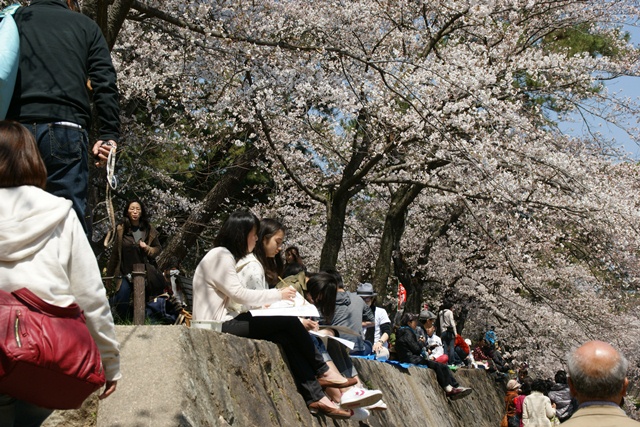 素敵な桜をさがして・・・・夙川の桜、王子動物園の桜、大学の桜、九州の桜、お城の桜（１／７）_d0181492_0253134.jpg