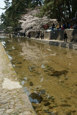 素敵な桜をさがして・・・・夙川の桜、王子動物園の桜、大学の桜、九州の桜、お城の桜（１／７）_d0181492_0274360.jpg