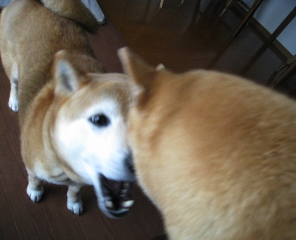 e0025596_0384211.jpg