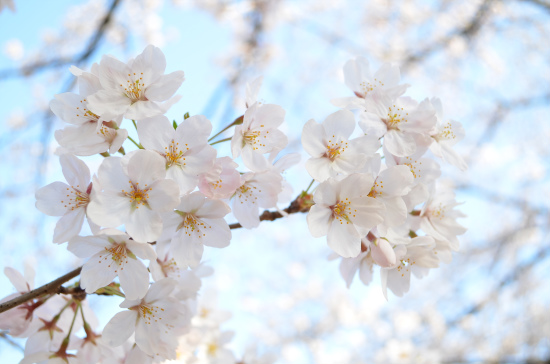 陽の光と桜。_d0110397_20574927.jpg