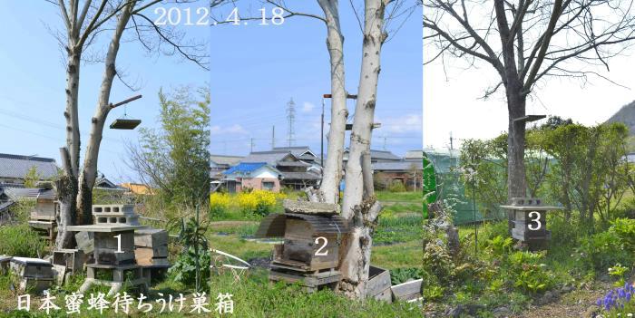 今年は、日本蜜蜂の誘引シンビ「ミスムフェット」の調子が良いので、捕獲できるかな？_d0122497_16113450.jpg