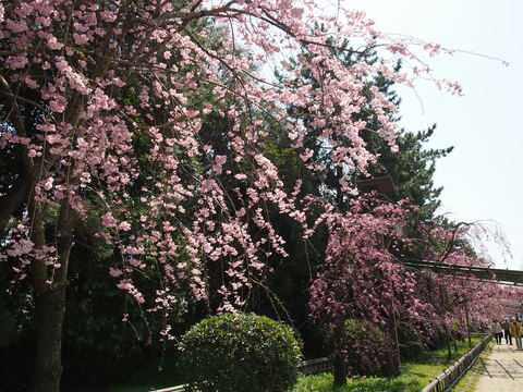 a0196698_11341570.jpg
