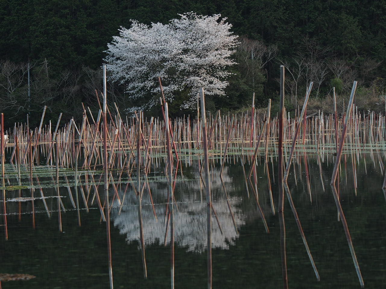 2012年の桜③_d0020300_22171420.jpg