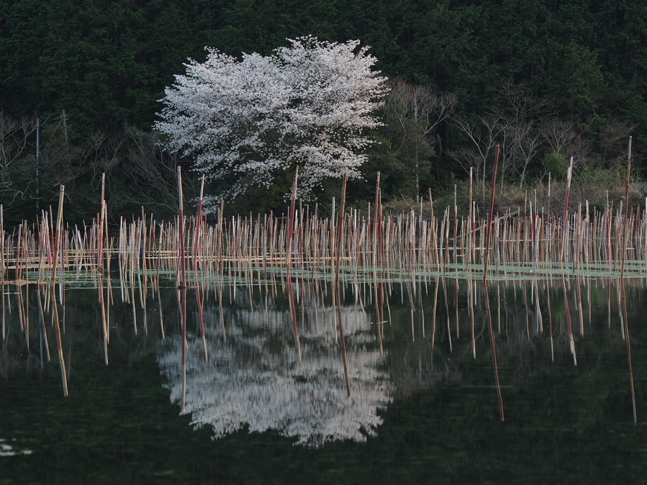 2012年の桜③_d0020300_22175090.jpg