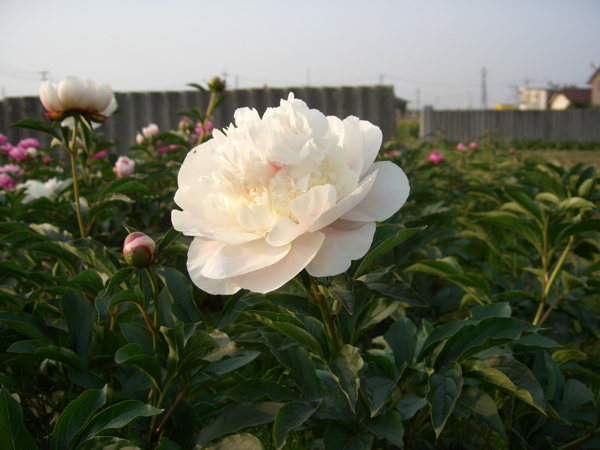 農園のおすすめ花箱_f0162400_946186.jpg