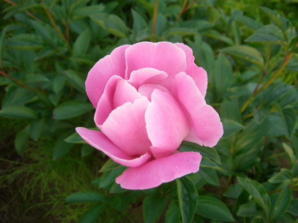 農園のおすすめ花箱_f0162400_9462378.jpg