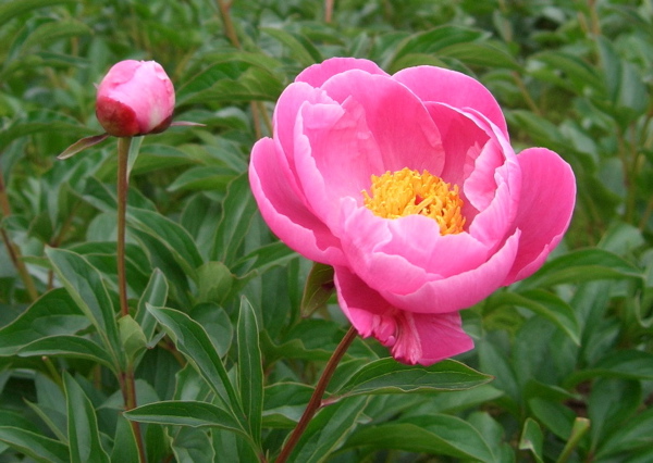 農園のおすすめ花箱_f0162400_9564493.jpg
