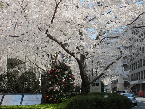 ホテル・オークラから発明会館、虎ノ門病院と歩く道すがら愛でる桜と若葉・・・２_c0075701_21215920.jpg