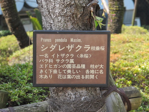 ホテル・オークラから発明会館、虎ノ門病院と歩く道すがら愛でる桜と若葉・・・３_c0075701_2134425.jpg