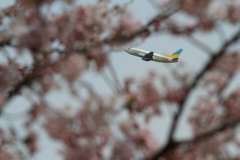 中央植物園の桜、北海道国際航空編。_d0200402_17502826.jpg