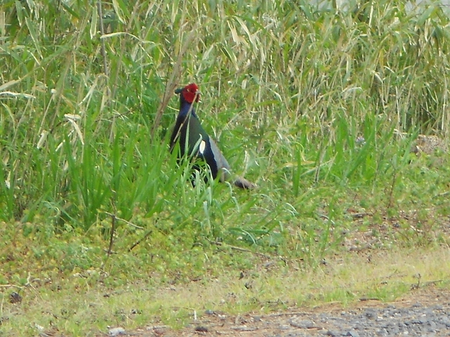 b0147203_20115175.jpg