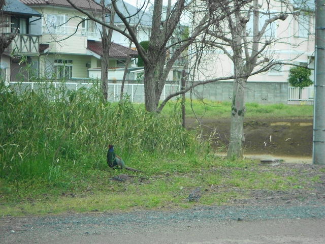 b0147203_209264.jpg