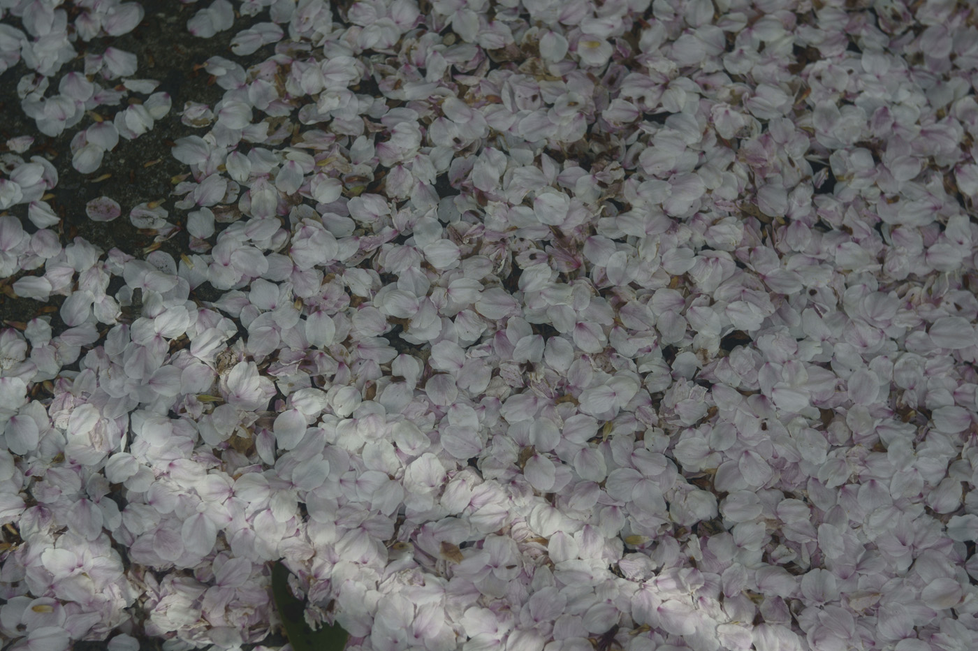 c0120903_12174530.jpg