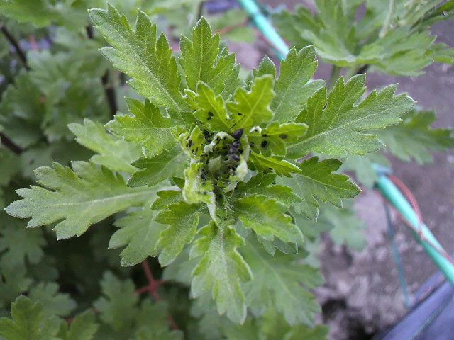 f0127408_23343522.jpg