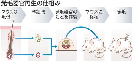 無毛マウスに毛が生えた_e0026609_20461262.jpg