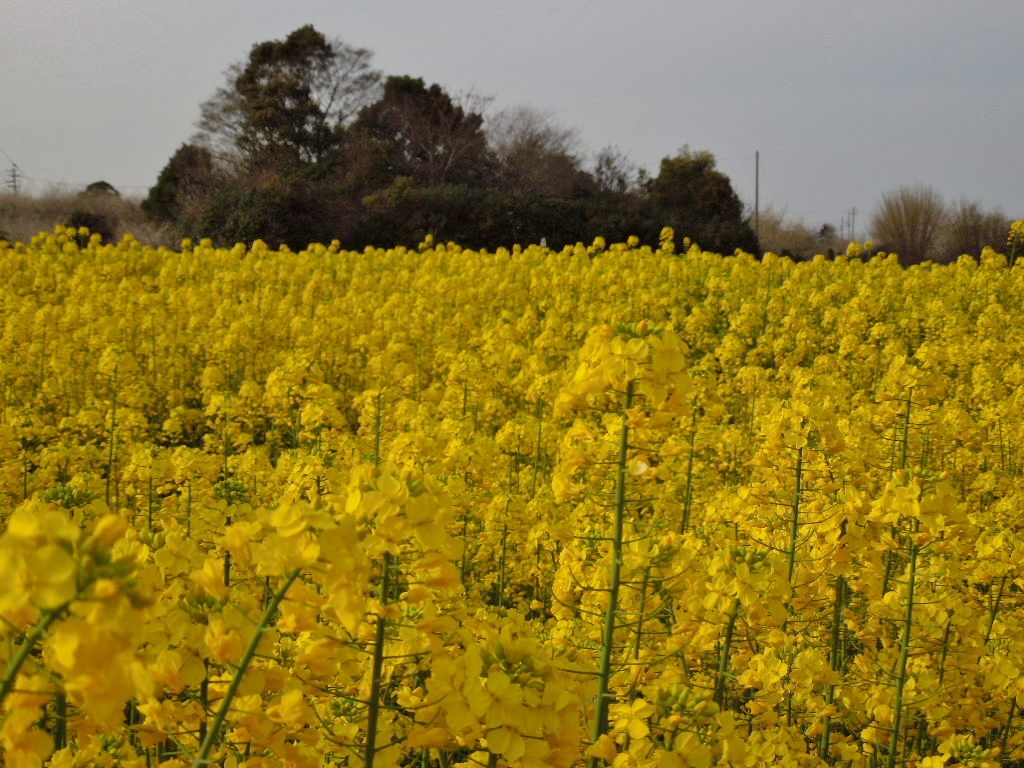 「菜の花畑　満開-2012」_a0120513_15162977.jpg