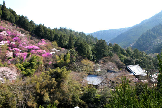 高雄西明寺山 三つ葉ツツジ 京都の旅 四季の写真集