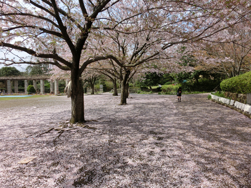 長久保公園でお花見_e0174913_9424625.jpg