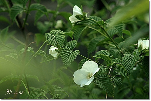 d0025414_1122421.jpg