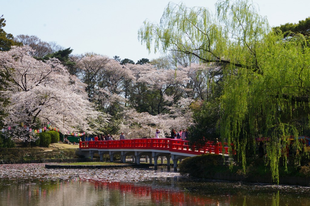 となり町の桜_e0175614_1632057.jpg