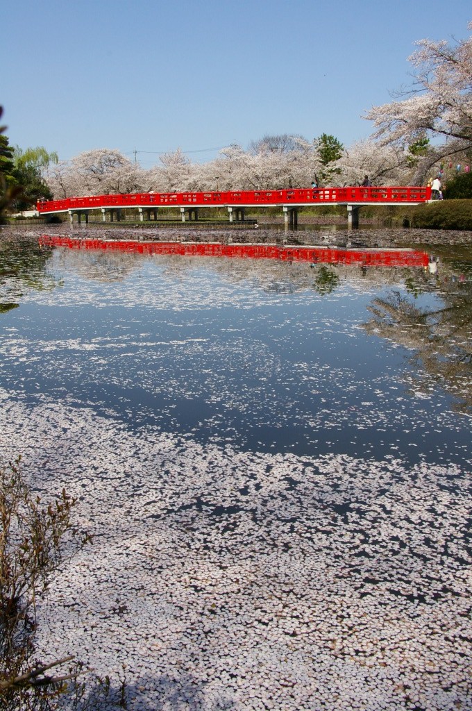 となり町の桜_e0175614_16322144.jpg