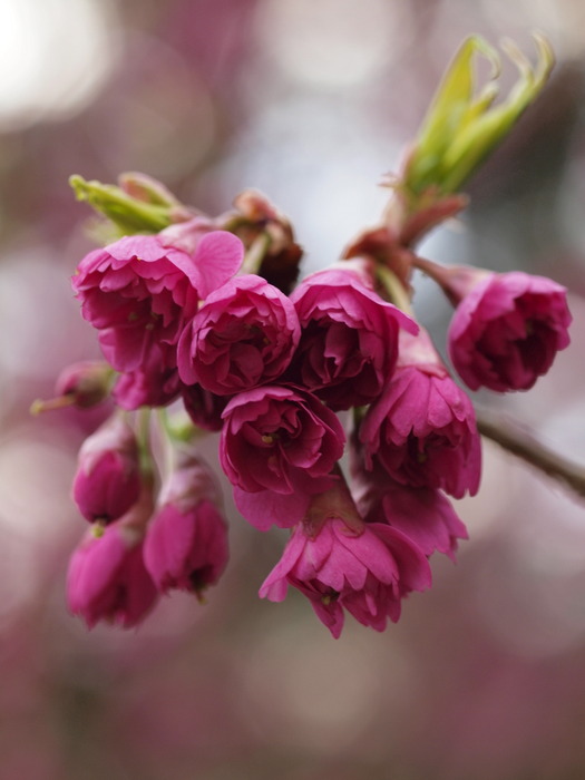八重寒緋桜 やえかんひざくら ゆきだより 日々つれづれ 八重寒緋桜 やえかんひざくら ゆきだより 日々つれづれ