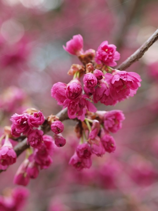 八重寒緋桜 やえかんひざくら ゆきだより 日々つれづれ 八重寒緋桜 やえかんひざくら ゆきだより 日々つれづれ